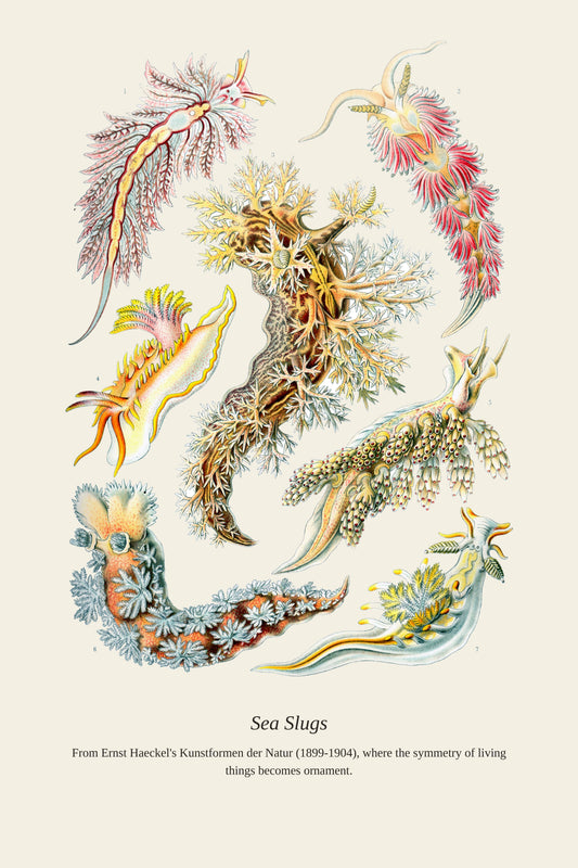 Sea Slugs — a restored antique natural history print