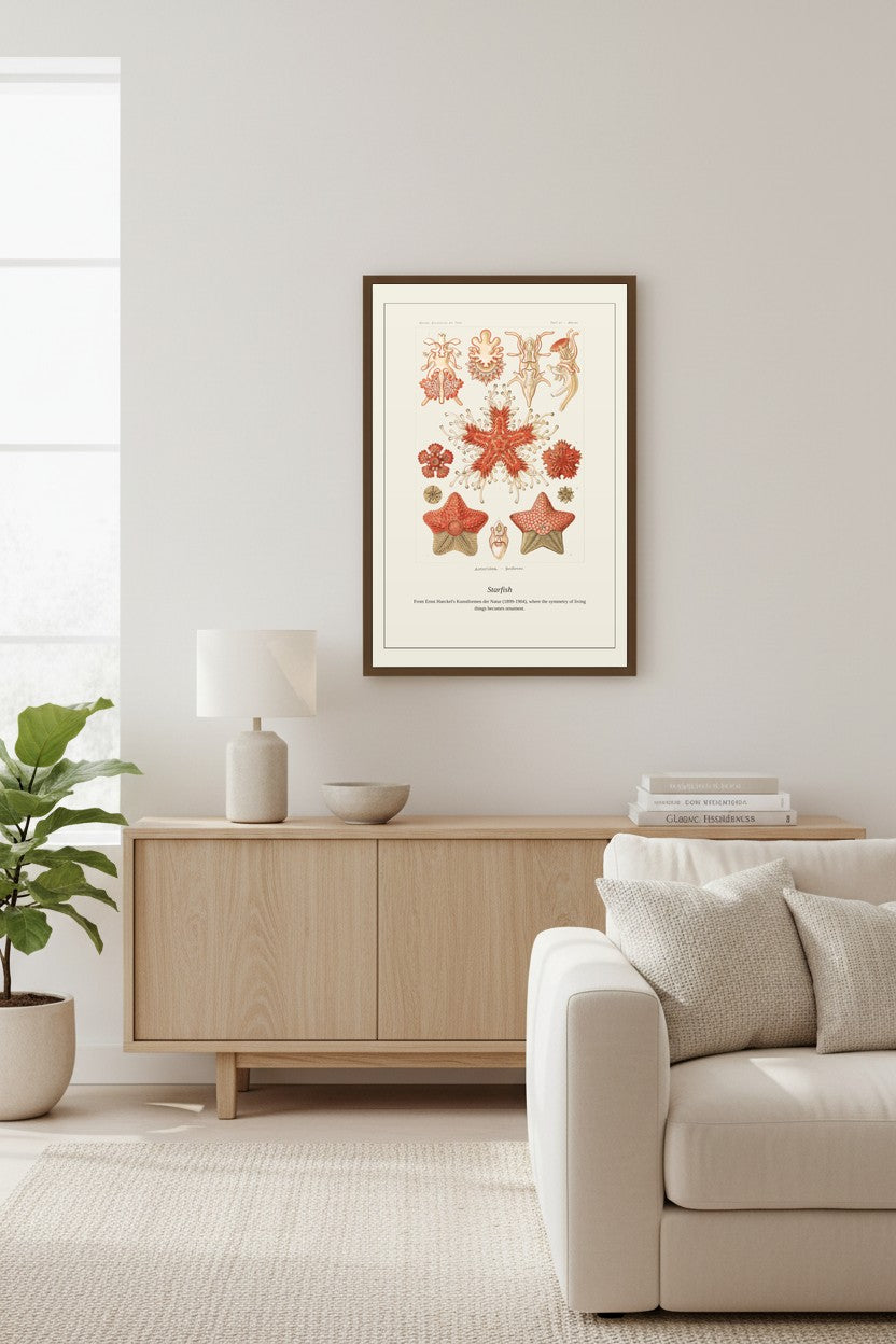 Starfish — Antique Natural History Print