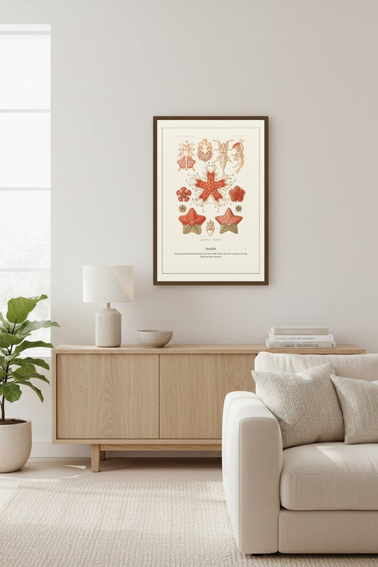 Starfish — Antique Natural History Print