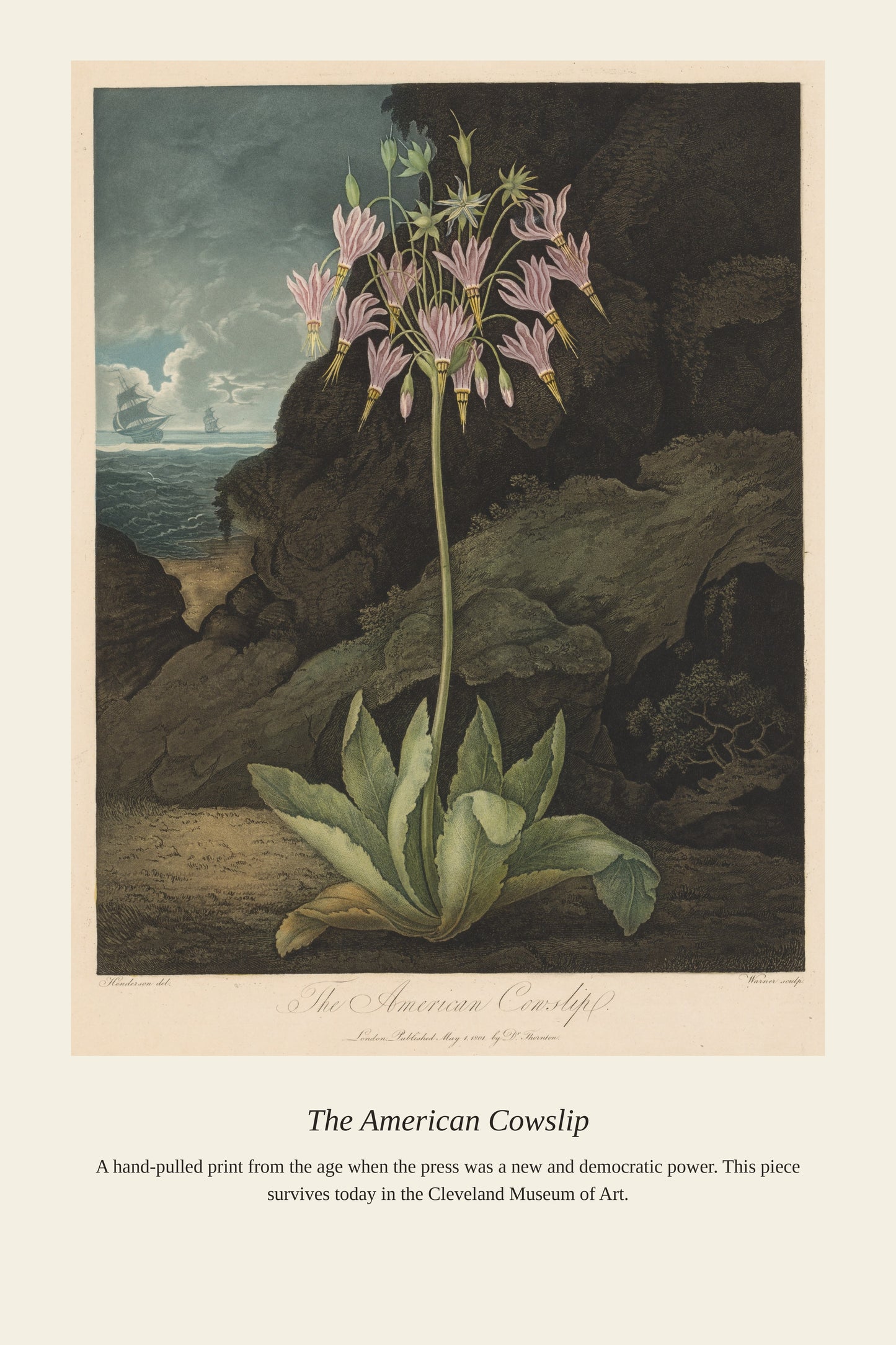 The American Cowslip — a restored antique asian art print