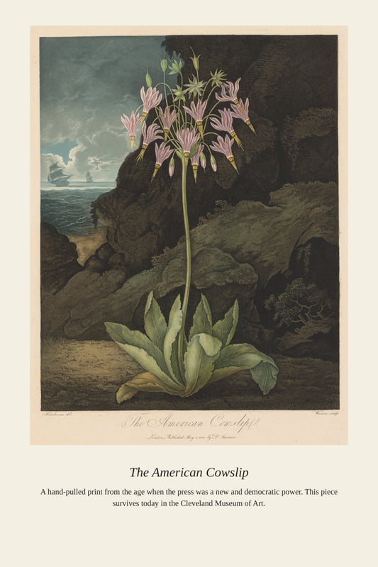 The American Cowslip — a restored antique asian art print