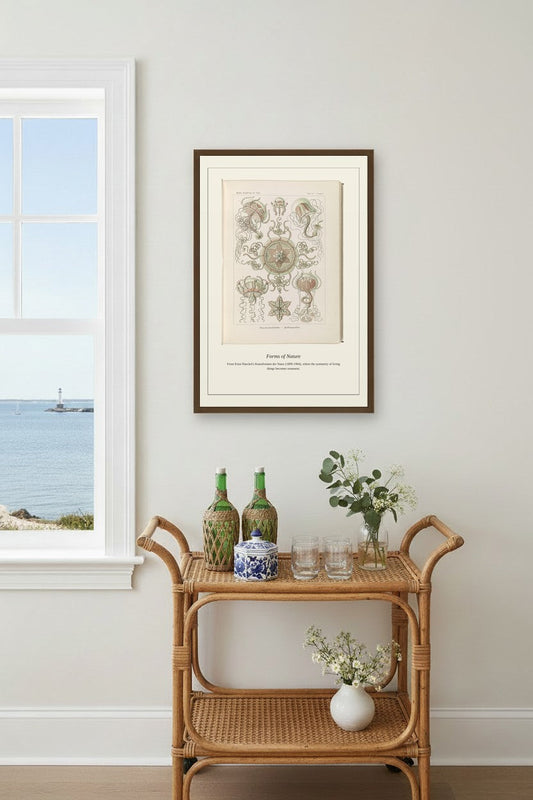 Trachomedusae — Antique Art Print