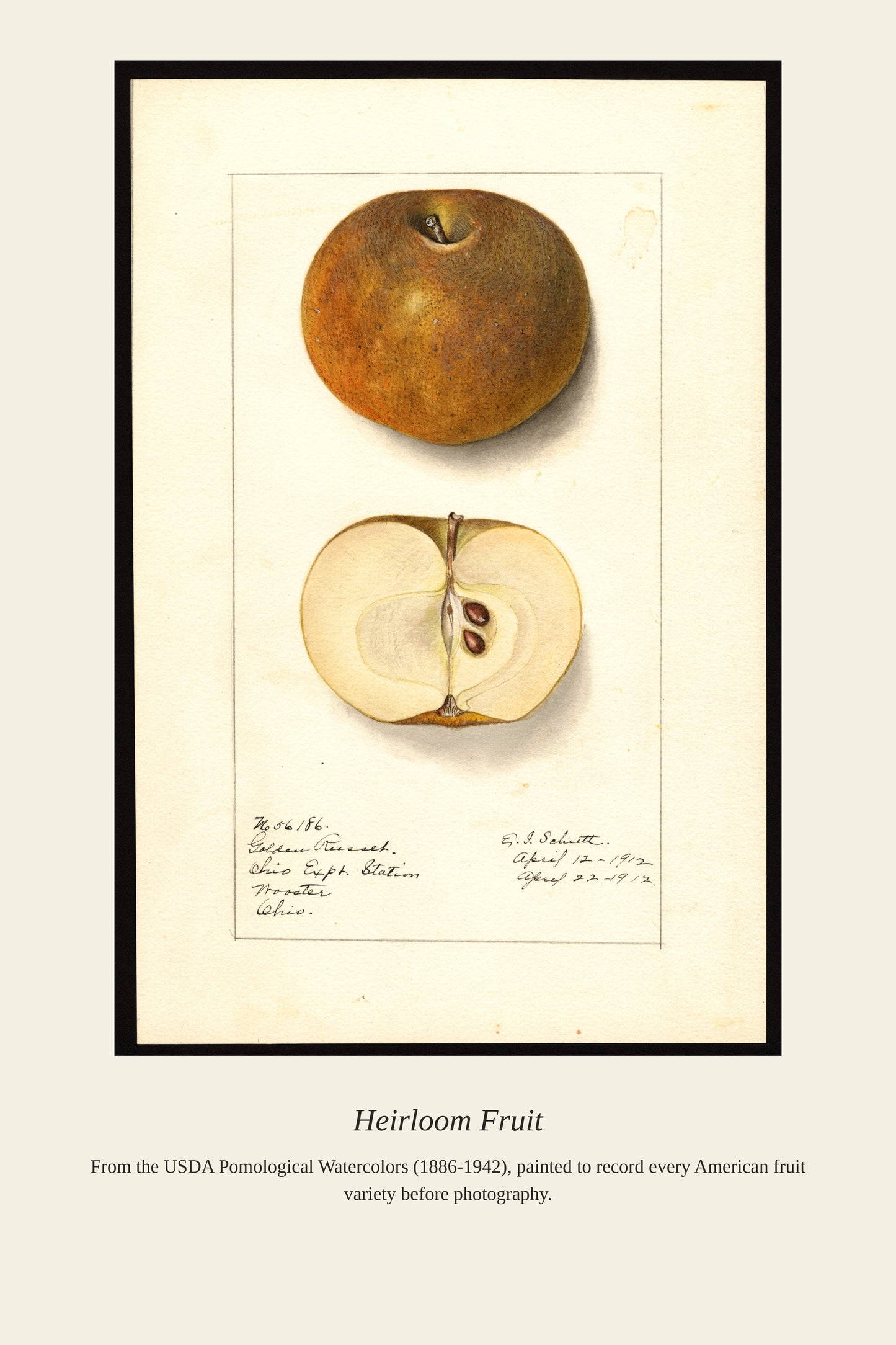 USDA Pomological Watercolor Fruit — a restored antique botanical print