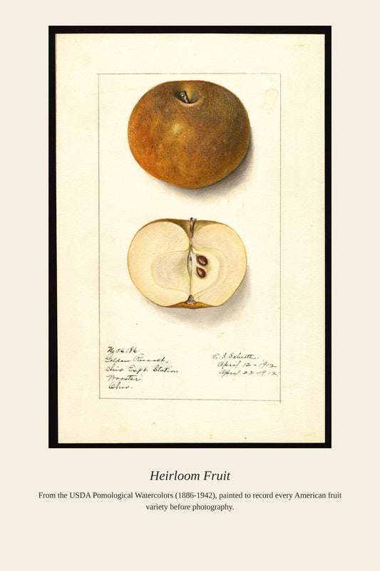 USDA Pomological Watercolor Fruit — a restored antique botanical print