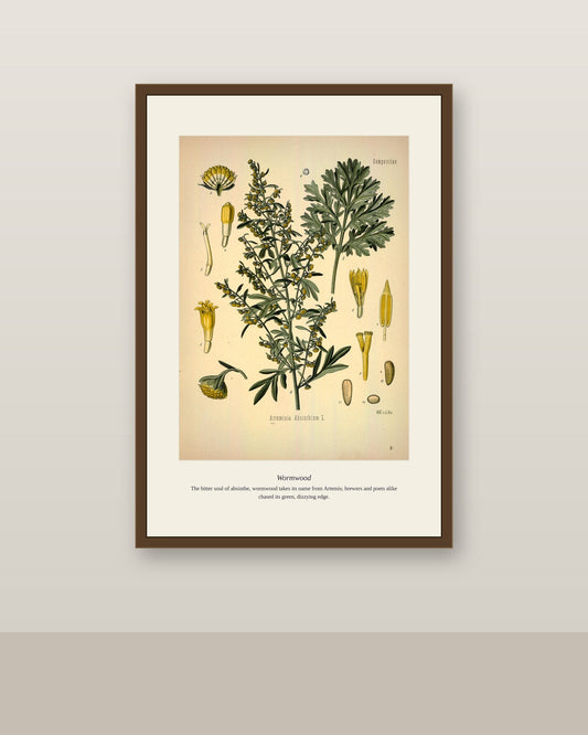 Wormwood botanical diagram framed in walnut, displayed on a warm gray gallery wall backdrop